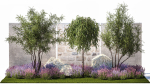 Beautiful garden with Olive Elaeagnus Lavender flowers 1372