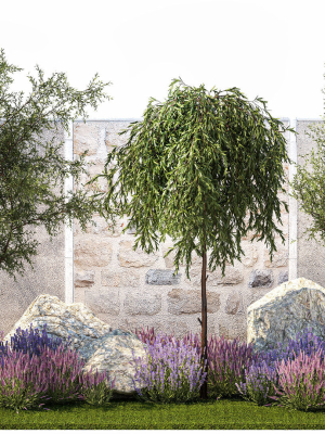 Beautiful garden with Olive Elaeagnus Lavender flowers 1372