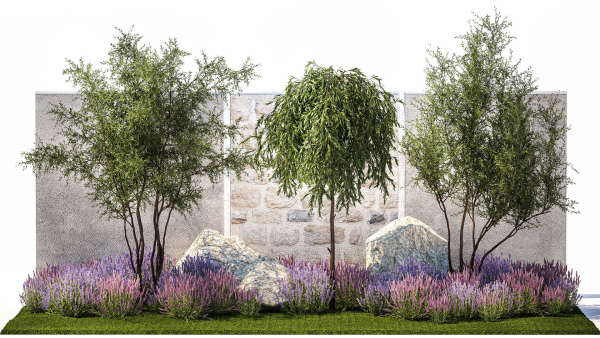 Beautiful garden with Olive Elaeagnus Lavender flowers 1372