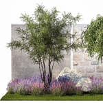 Beautiful garden with Olive Elaeagnus Lavender flowers 1372