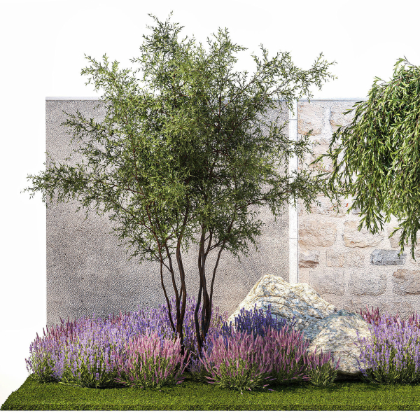 Beautiful garden with Olive Elaeagnus Lavender flowers 1372