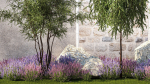 Beautiful garden with Olive Elaeagnus Lavender flowers 1372