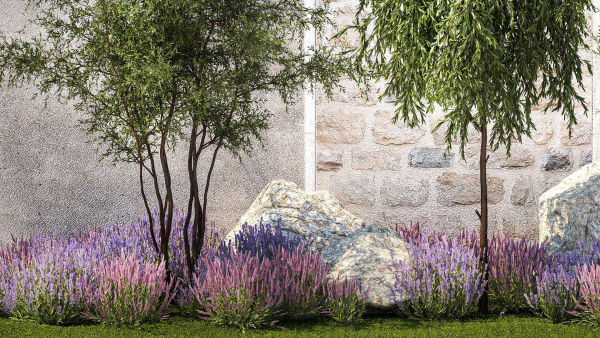Beautiful garden with Olive Elaeagnus Lavender flowers 1372