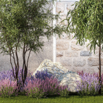 Beautiful garden with Olive Elaeagnus Lavender flowers 1372
