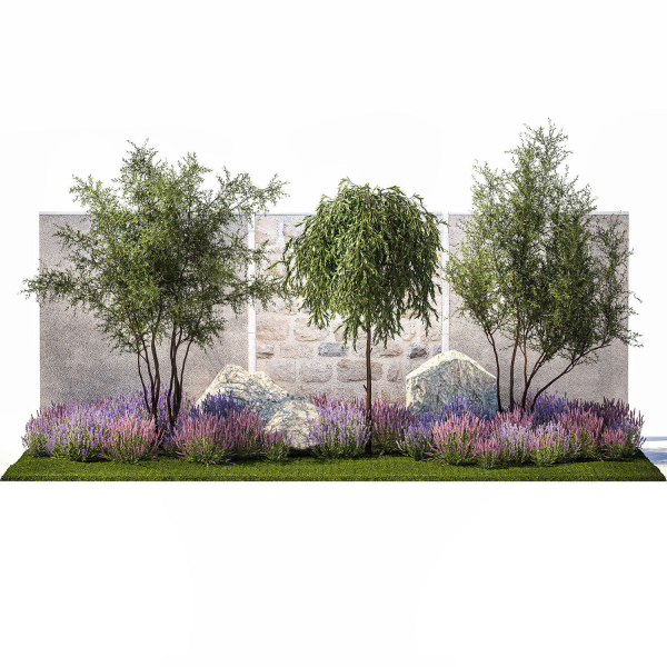 Beautiful garden with Olive Elaeagnus Lavender flowers 1372