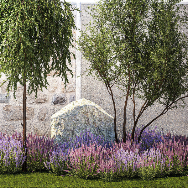 Beautiful garden with Olive Elaeagnus Lavender flowers 1372