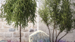Beautiful garden with Olive Elaeagnus Lavender flowers 1372