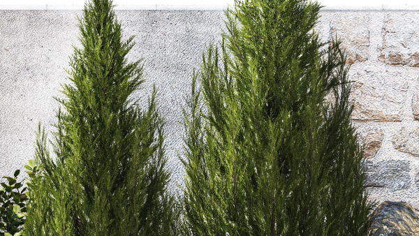 Beautiful garden with thuja cypress pine juniper 1374