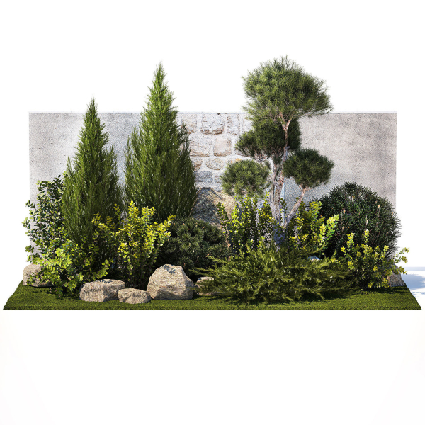 Beautiful garden with thuja cypress pine juniper 1374