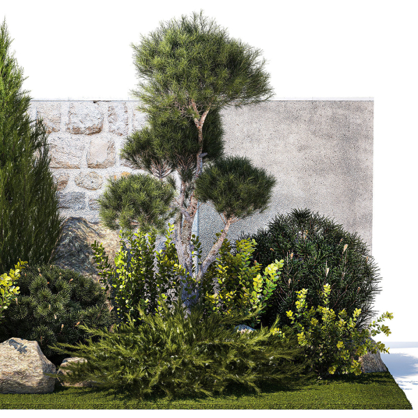 Beautiful garden with thuja cypress pine juniper 1374