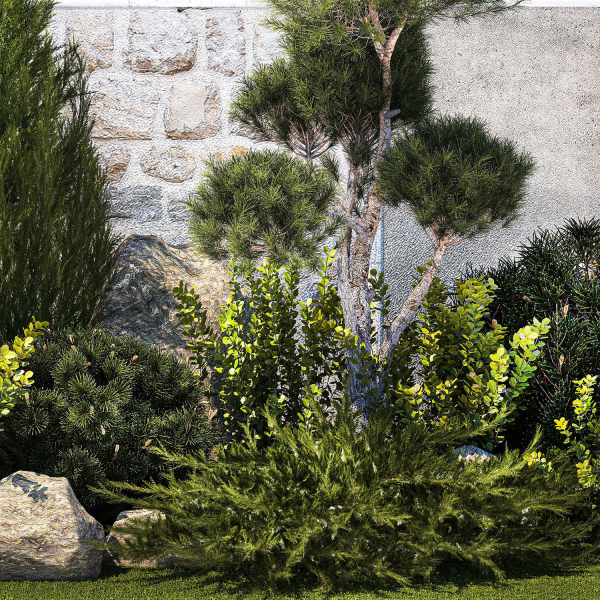 Beautiful garden with thuja cypress pine juniper 1374