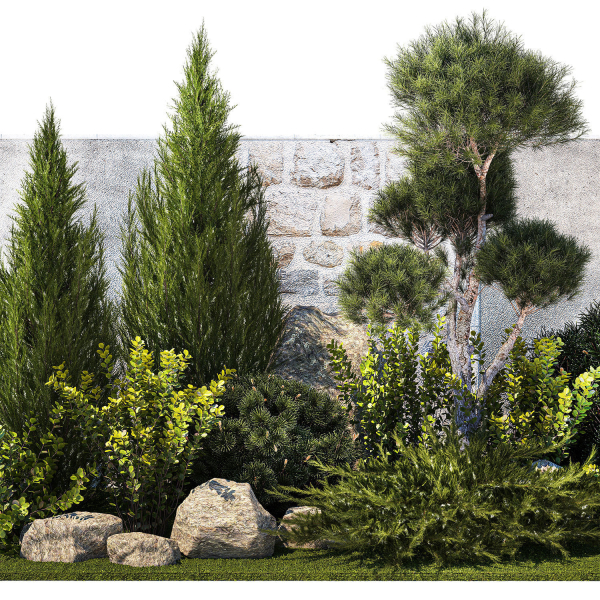 Beautiful garden with thuja cypress pine juniper 1374