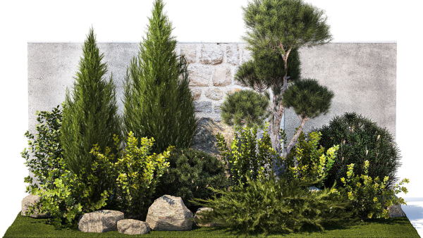 Beautiful garden with thuja cypress pine juniper 1374