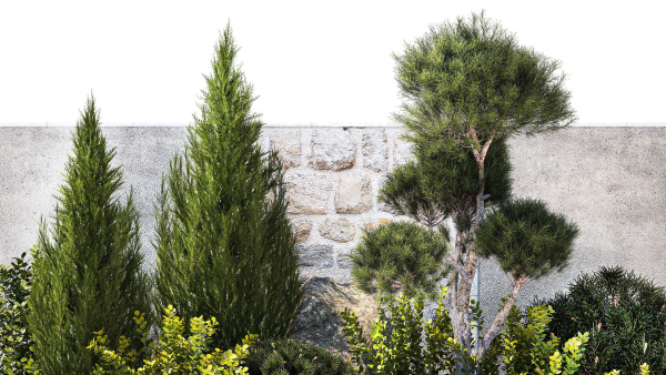 Beautiful garden with thuja cypress pine juniper 1374