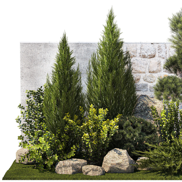 Beautiful garden with thuja cypress pine juniper 1374