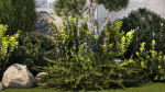 Beautiful garden with thuja cypress pine juniper 1374