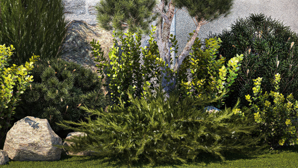 Beautiful garden with thuja cypress pine juniper 1374