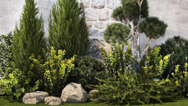 Beautiful garden with thuja cypress pine juniper 1374