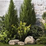 Beautiful garden with thuja cypress pine juniper 1374