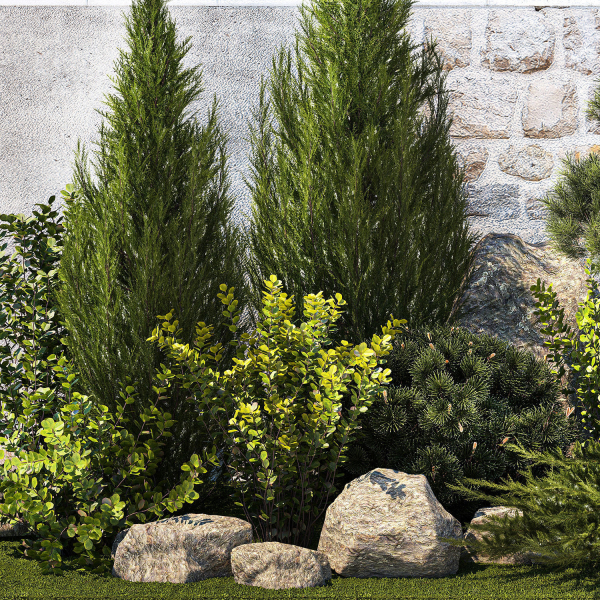 Beautiful garden with thuja cypress pine juniper 1374
