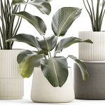 Beautiful plant bush Calathea lutea in a flower pot 1317