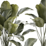 Beautiful plant bush Calathea lutea in a flower pot 1317
