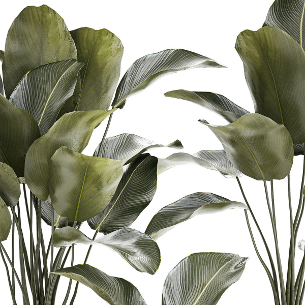 Beautiful plant bush Calathea lutea in a flower pot 1317