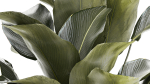 Beautiful plant bush Calathea lutea in a flower pot 1317