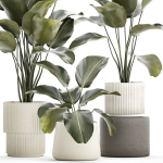 Beautiful plant bush Calathea lutea in a flower pot 1317