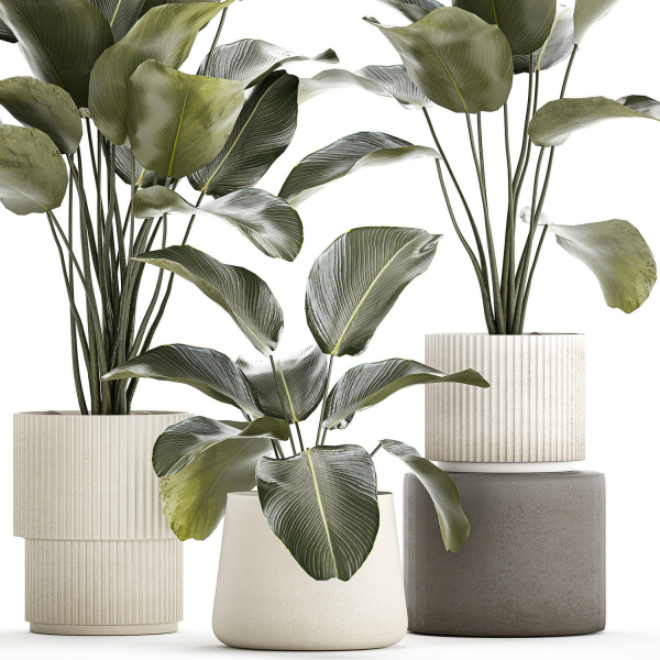 Beautiful plant bush Calathea lutea in a flower pot 1317
