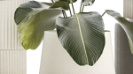 Beautiful plant bush Calathea lutea in a flower pot 1317