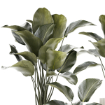 Beautiful plant bush Calathea lutea in a flower pot 1317