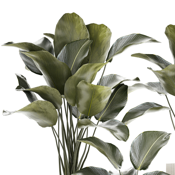 Beautiful plant bush Calathea lutea in a flower pot 1317