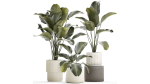 Beautiful plant bush Calathea lutea in a flower pot 1317