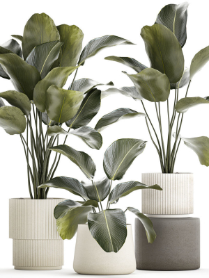 Beautiful plant bush Calathea lutea in a flower pot 1317