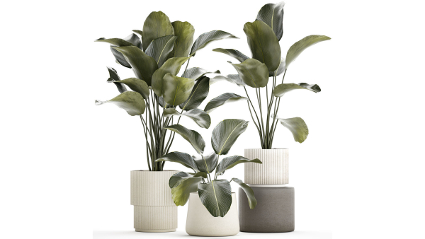 Beautiful plant bush Calathea lutea in a flower pot 1317
