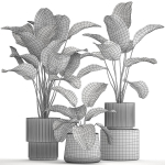 Beautiful plant bush Calathea lutea in a flower pot 1317