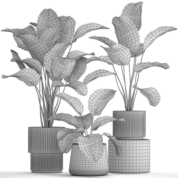 Beautiful plant bush Calathea lutea in a flower pot 1317