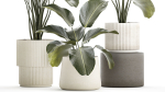 Beautiful plant bush Calathea lutea in a flower pot 1317
