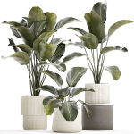 Beautiful plant bush Calathea lutea in a flower pot 1317
