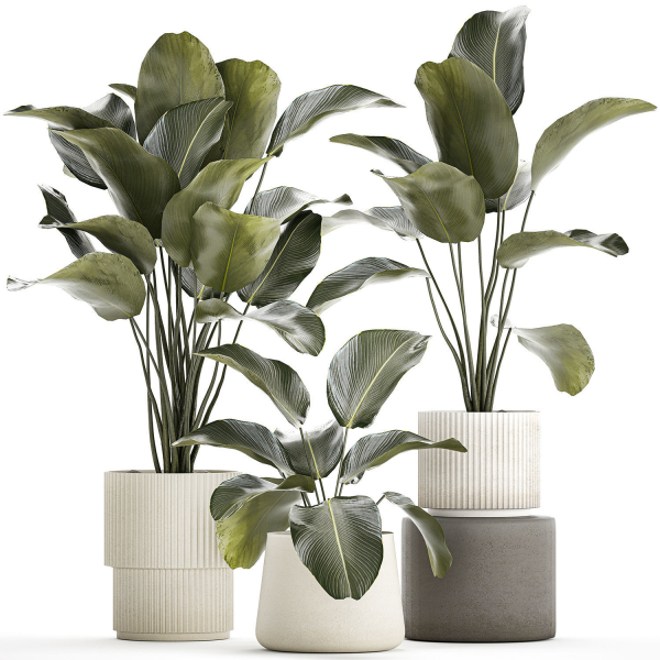 Beautiful plant bush Calathea lutea in a flower pot 1317