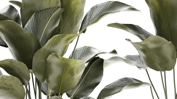 Beautiful plant bush Calathea lutea in a flower pot 1317