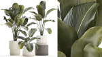 Beautiful plant bush Calathea lutea in a flower pot 1317