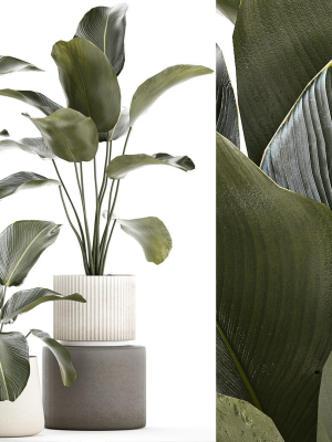 beautiful-plant-bush-calathea-lutea-in-a-flower-pot-1317-3d-model-bf40757446