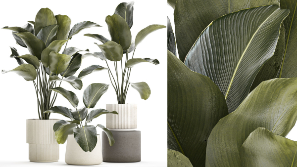 Beautiful plant bush Calathea lutea in a flower pot 1317
