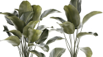 Beautiful plant bush Calathea lutea in a flower pot 1317