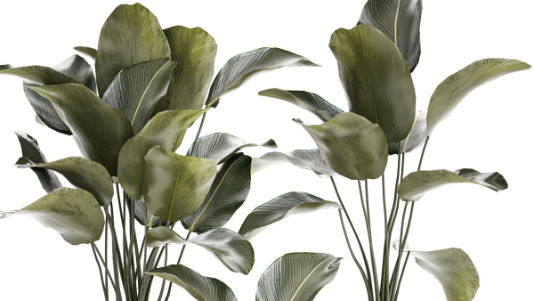 Beautiful plant bush Calathea lutea in a flower pot 1317
