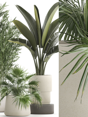 beautiful-plants-bamboo-palm-banana-in-flower-pots-1352-3d-model-07789cd634