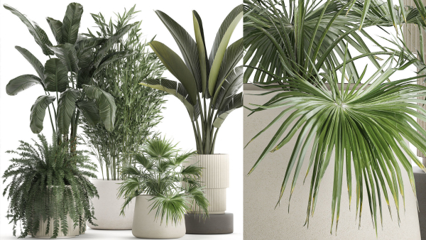 Beautiful plants Bamboo palm banana in flower pots 1352