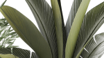 Beautiful plants Bamboo palm banana in flower pots 1352